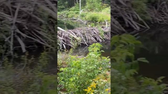 🌎Beaver Dam on a Stream in Vermont смотреть онлайн