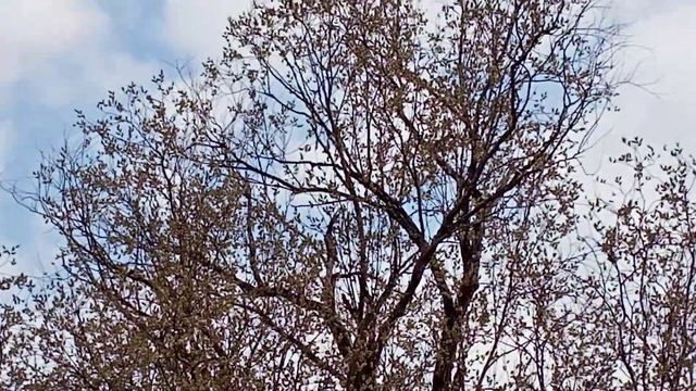 Весна не даёт развивается пчёлам смотреть онлайн