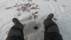 Дикая раздача окуня. Этот балансир надо запретить