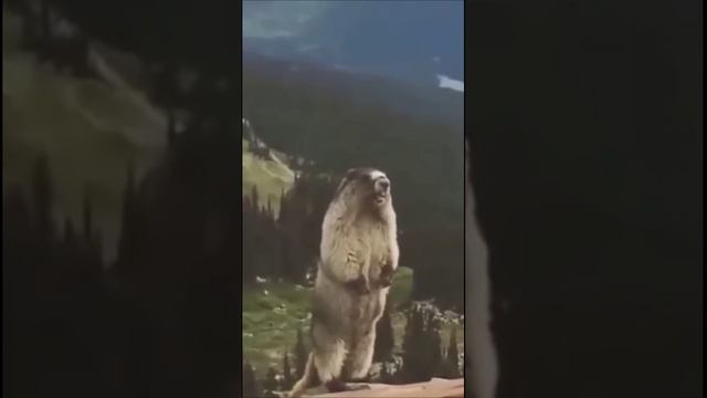 Повторенье - мать ученья... #twitch #Sergeny #Minecraft_fails