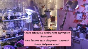 Какое освещение необходимо сортовым фиалкам?! Что делать если обгорают листья?! Какое выбрать окно?