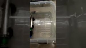 Инкубатор для эублефаров своими руками