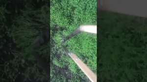 Заделка сидератов в землю плоскорезом Фокина