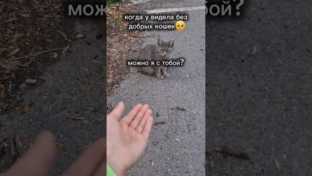 🥲🥺#2024 #квадробика #cat #волк #спорт смотреть онлайн