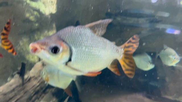 Semaprochilodus Taeniurus - Flagtail Characin -Wasserwelten - Haus Des Meeres, Wien/ Vienna, Austri