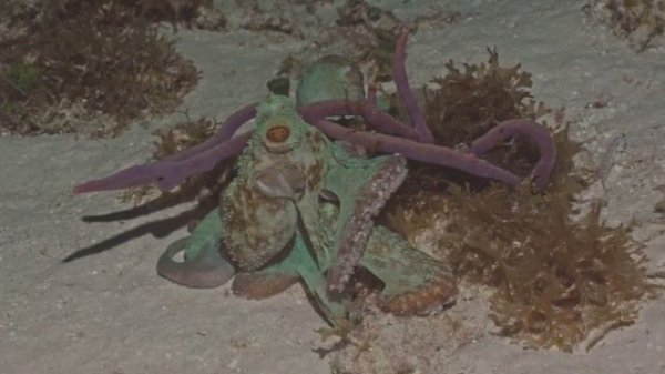 Fun with Octopus