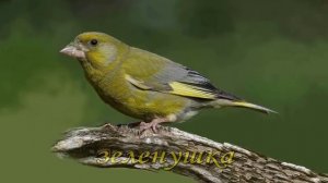 Певчие птицы вокруг нас