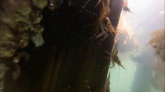 Coonstripe Shrimp on the pilings. смотреть онлайн