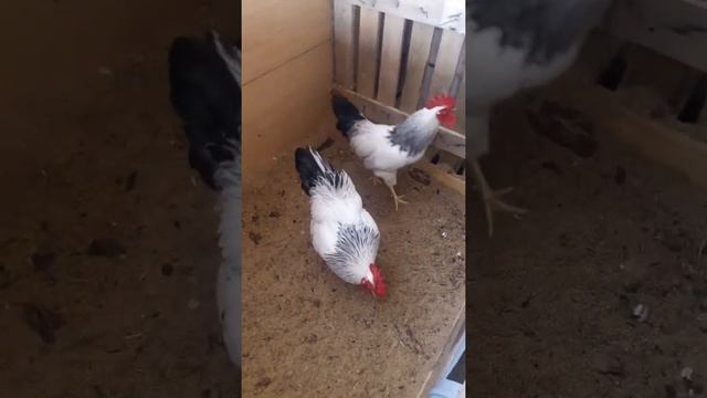 Наш новый птичник