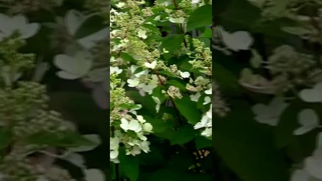 В пышных локонах гортензий. Дмитрий Шлапак смотреть онлайн