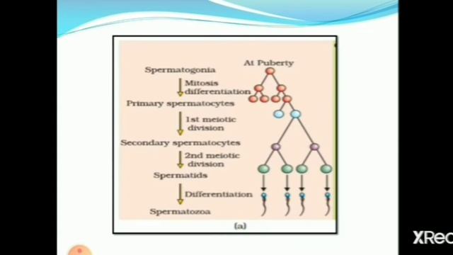 GAMETOGENESIS (Class XII BIOLOGY) смотреть онлайн