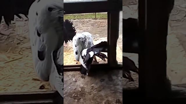 Птица мира смотреть онлайн