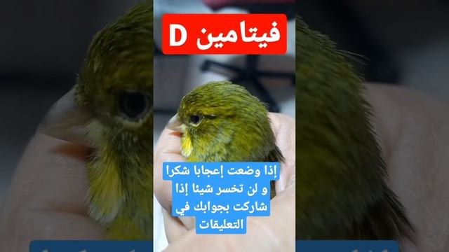 أنواع تغذية الكناري التي تتكون من الفيتامين د/D - إذا وضعت إعجابا فلا تبخل علينا بجواب смотреть онлайн