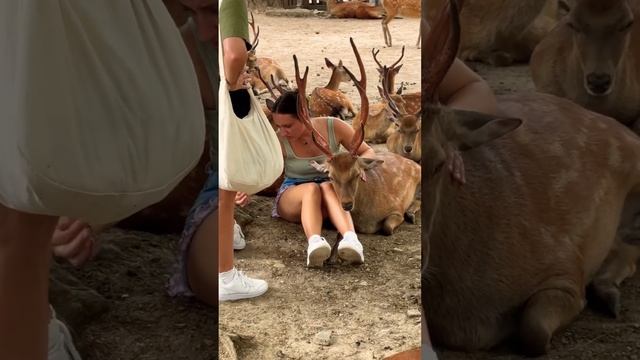 Nara Park deer 🦌 in japan #naradeer смотреть онлайн