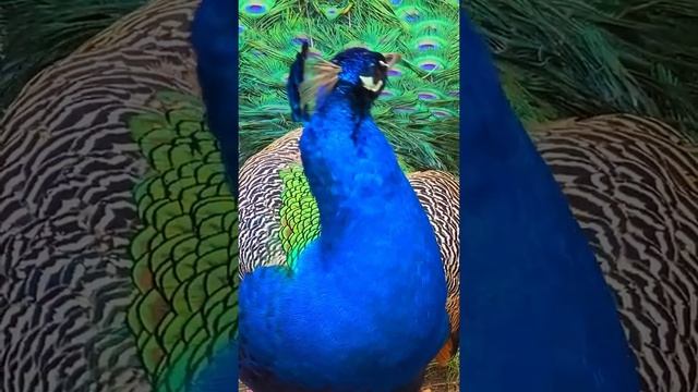 Peacock Opening Its Feathers I Lovely #Peacock #short #59 смотреть онлайн