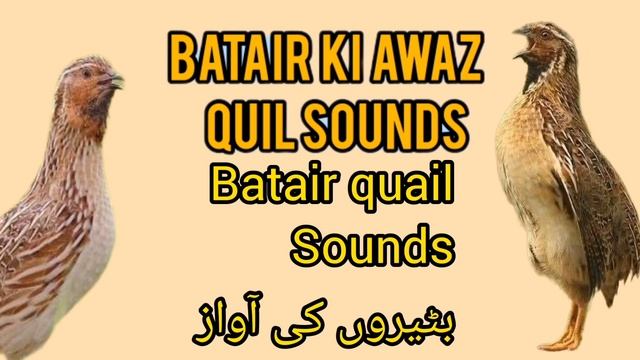 бедана сайраши