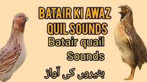 бедана сайраши