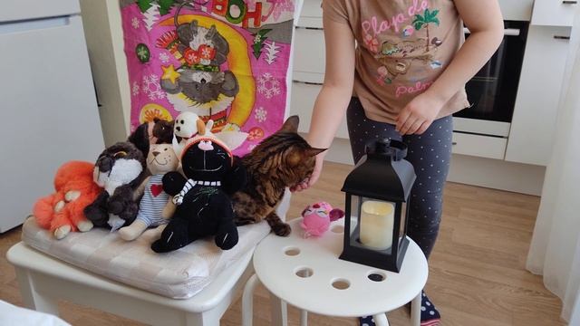 Диалог с кошкой 😸💙💚 #бенгальскаякошка #играемскошкой смотреть онлайн