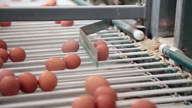 Рекламный ролик - Птицекомплекс «Лаишевский» на чешском языке смотреть онлайн