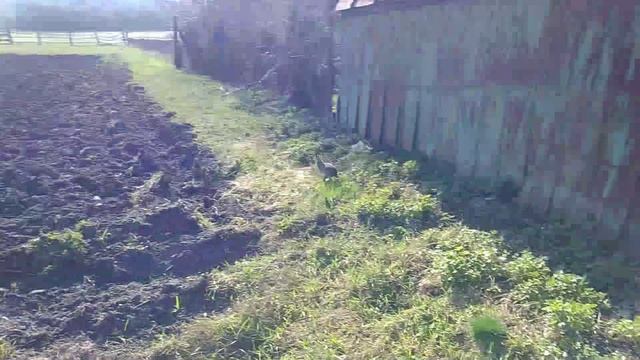 Видишь зайца?