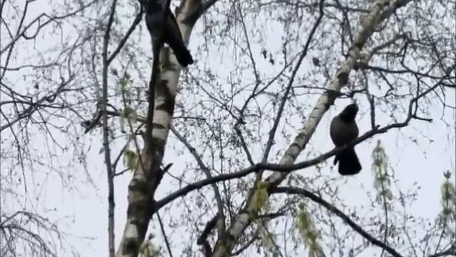 Вороны прихорашиваются смотреть онлайн