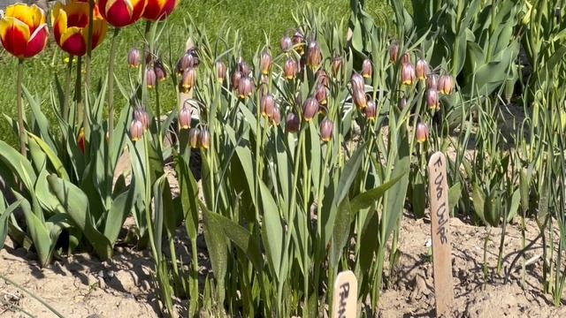 Fritillaria Uva Vulpis - Bulbs for Fall Planting смотреть онлайн