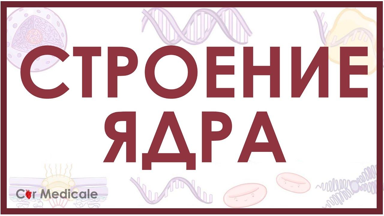 Структура клеточного ядра кратко (ядерная мембрана, хроматин, ядрышко)