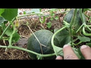 Вертикальное выращивание дынь в теплице. Способ опыления, пасынкования, подвязки .