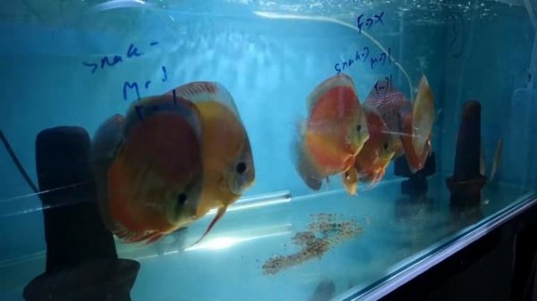 IP DISCUS Red cover