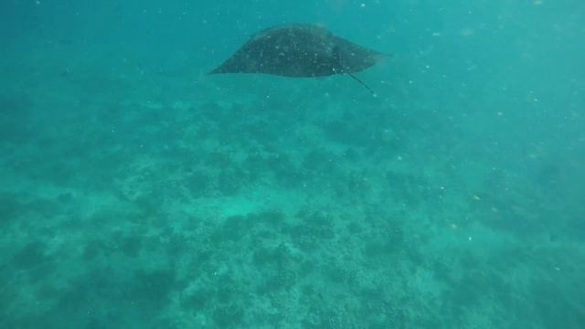 UKULHAS  MALDIVES 2019 смотреть онлайн