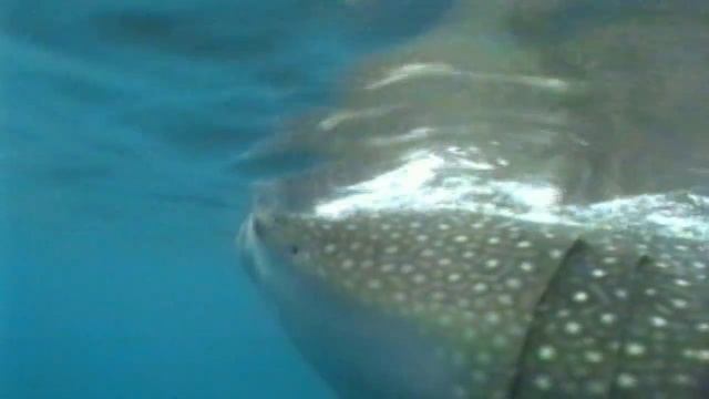 Shark Weekend - Whale Shark смотреть онлайн