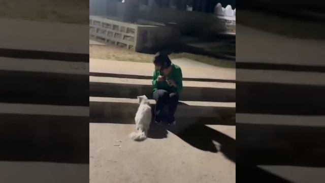 Waliya Najib Found Her Cat Muffin | Waliya cat died смотреть онлайн