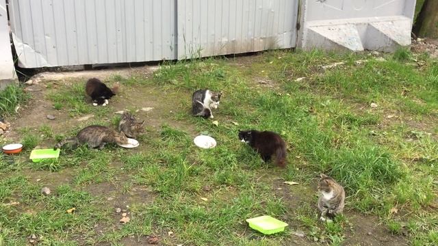 Котоферма в одном из питерских дворов смотреть онлайн