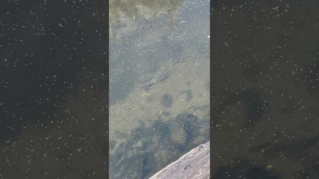 Silver carp in japan #asiantravel #japan #nature #relax #japantravel #river #fish смотреть онлайн