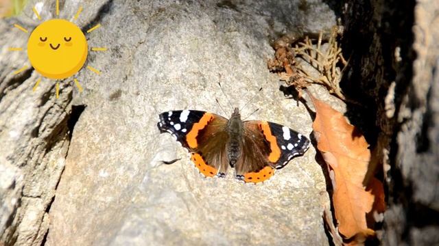 INSECTS For Kids | Learn Insects NAMES And FACTS For Kids | English Vocabulary  For Children