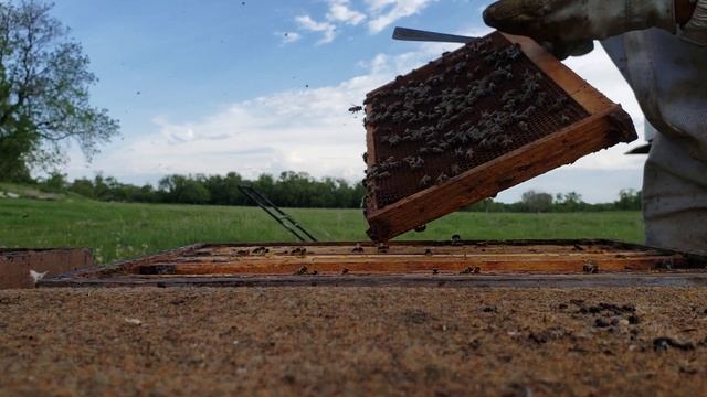 3 корпус на минуло річні відводки (6 рамочники ). смотреть онлайн