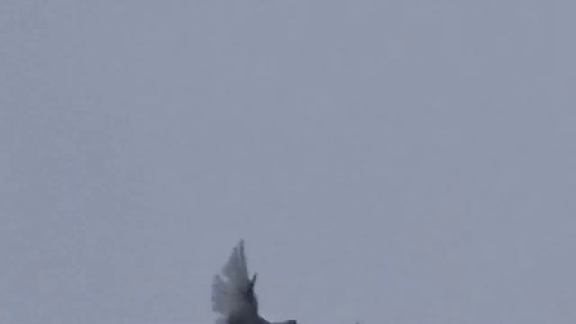 Николаевские голуби полигон Ростовская обл. 12.11.2022.г. смотреть онлайн