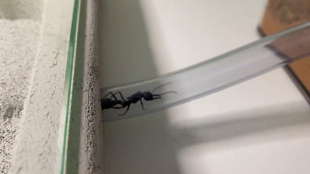Moving My Pyriformis Colony || Anna's Antics смотреть онлайн
