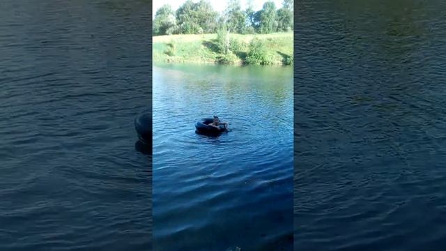 КУПАЮСЬ КУПИ КУПИ! КРУГ ЭТО КАЛЕСО! смотреть онлайн