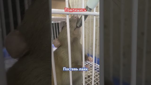 Дымочек пьёт водичку #милыевидео #хочуврек #хочуврекомендации #черный #белый #крыса #крыски #подпиш смотреть онлайн