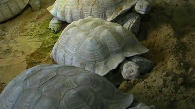 Centrochelys sulcata 001 смотреть онлайн