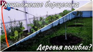 Борьба с борщевиком. Деревья не просыпаются!