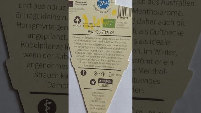 🌸 Лікарська рослина "Ментоловий кущик" (Menthol Strauch). Огляд смотреть онлайн
