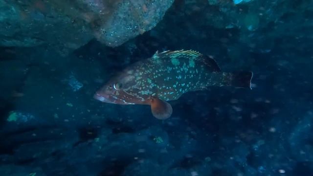 Diving with Angel Sharks in Gran Canaria смотреть онлайн