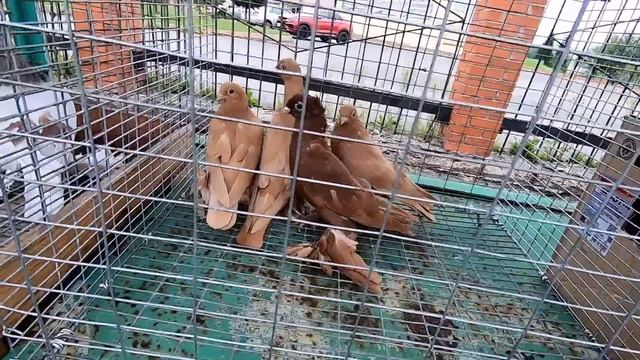 ГОЛУБИ на РЫНКЕ , ИЮЛЬ 2023г. г.Анжеро-Судженск. смотреть онлайн