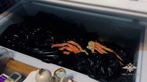 Ирина Волк: В Приморском крае полицейские пресекли незаконный оборот морепродуктов