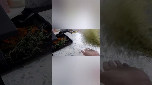 Как стабилизировать глицерином? Первый опыт. Лаванда. Злаковые. Гипсофила. смотреть онлайн