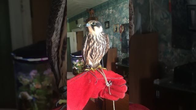 Самка сокола чеглока по кличке Лиза смотреть онлайн