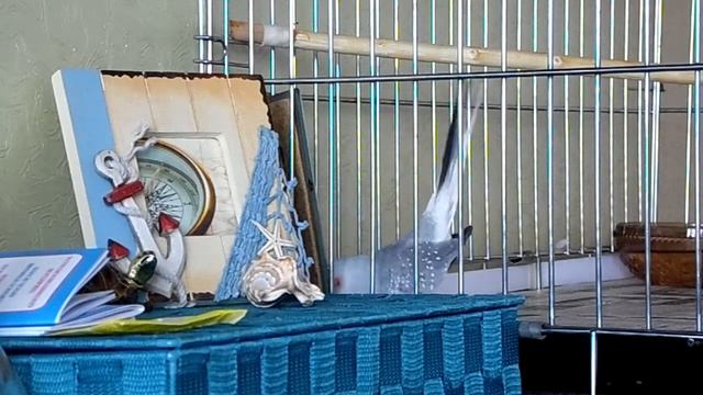 Заворковал наш ''павлин'' смотреть онлайн