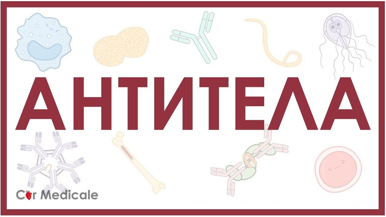 Антитела: IgA, IgG, IgD, IgE и IgM - кратко | Иммунология смотреть онлайн